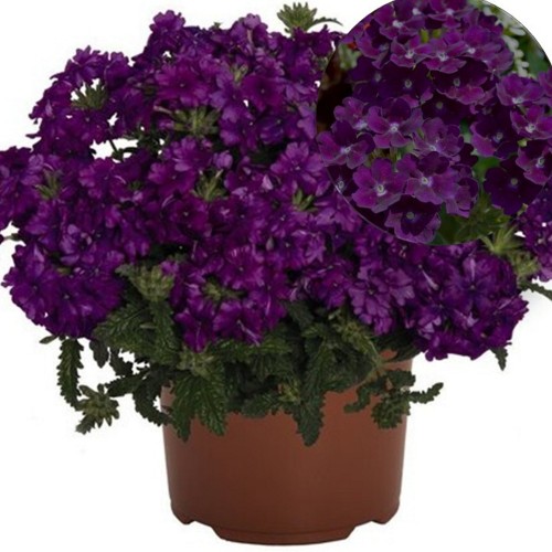 Verbena 'Lindolena Purple' - Aed-raudürt 'Lindolena Purple' P9/0,55L